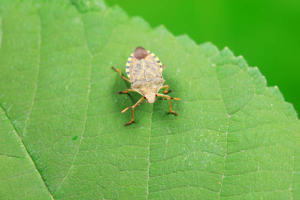 Hemiptera bugs in the wild, North China