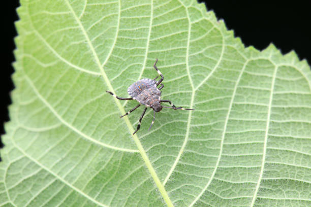 Hemiptera bugs in the wild, North China