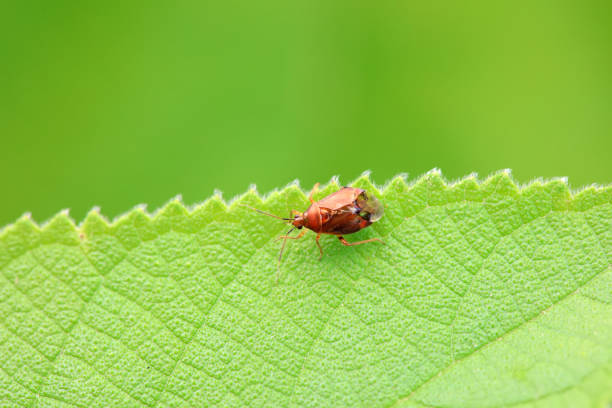 Hemiptera bugs in the wild, North China