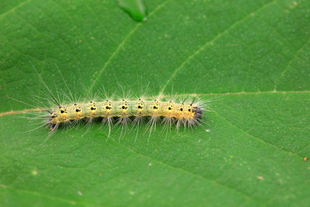 istock Lepidoptera larvae in the wild, North China 2154541706