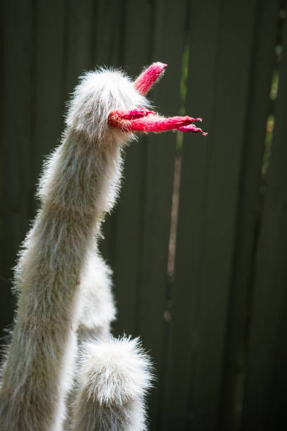 Silver Wooly Torch is a native of Argentia, Bolivia and Peru.