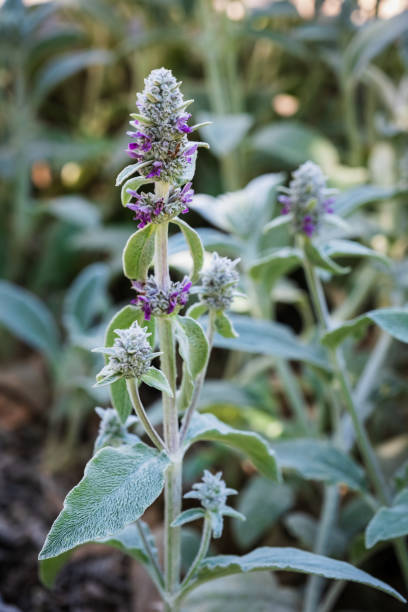 Flowers of Stachys byzantina commonly know as Lamb's Ear.