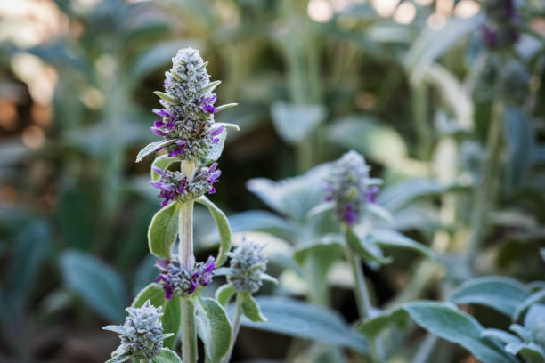 Flowers of Stachys byzantina commonly know as Lamb's Ear.