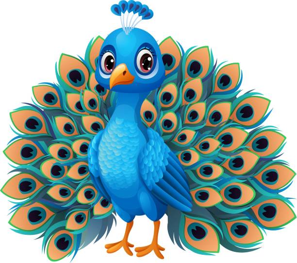 Cartoon peacock isolated on white background Vector illustration of Cartoon peacock isolated on white background peacock stock illustrations
