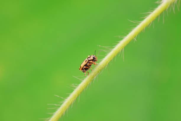 istock Leaf beetle on wild plants, North China 2154542944