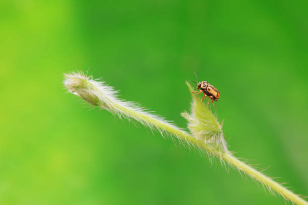 istock Leaf beetle on wild plants, North China 2154542948