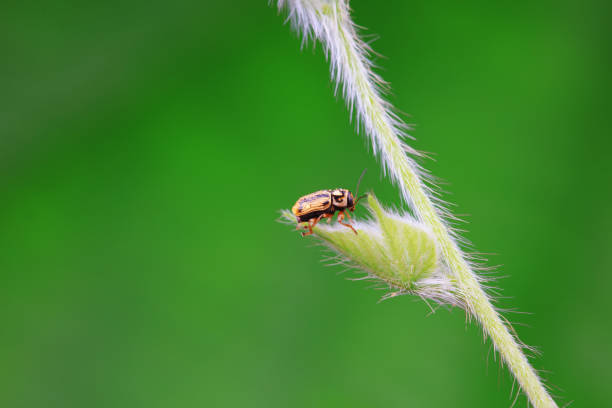 istock Leaf beetle on wild plants, North China 2154542950