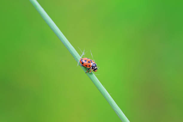 Ladybugs on wild plants, North China