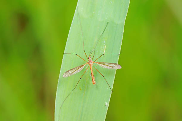 Big mosquito on a whool sweter