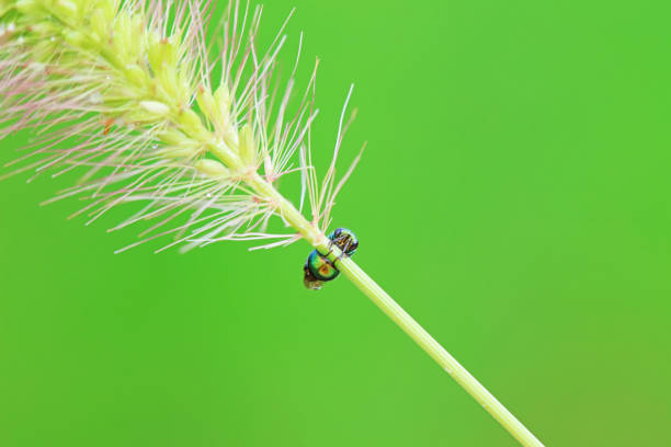 istock Bee insects in the wild, North China 2154543026