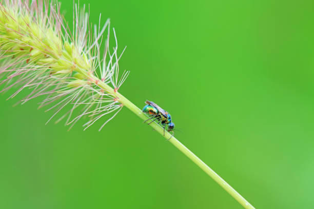 Bee insects in the wild, North China