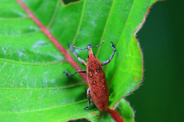 istock Weevil on wild plants, North China 2154543058
