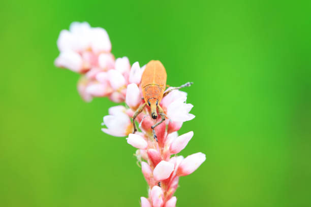 Weevil on wild plants, North China
