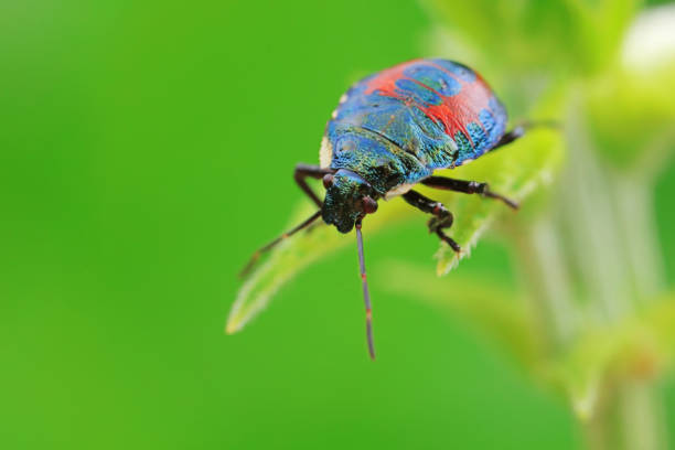 Hemiptera bugs in the wild, North China