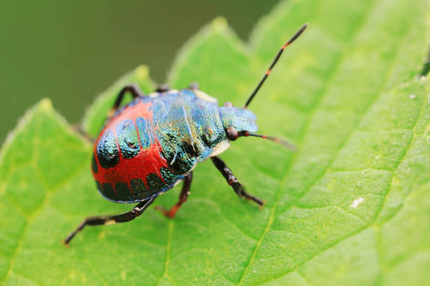 istock Hemiptera bugs in the wild, North China 2154543117