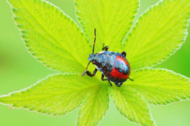 Hemiptera bugs in the wild, North China