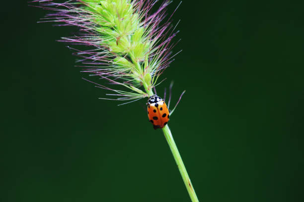 Ladybugs on wild plants, North China