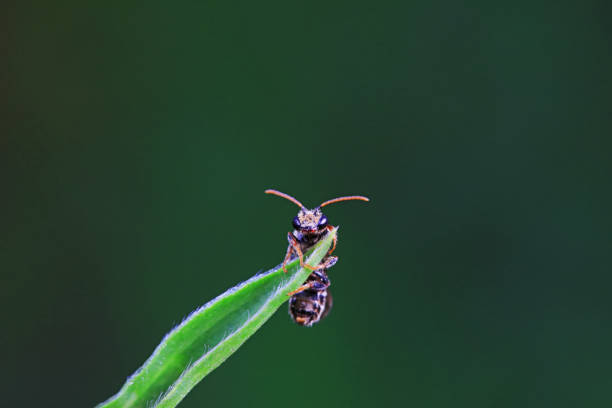 Bee insects in the wild, North China
