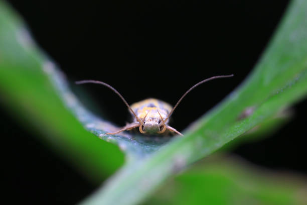 Lepidoptera insects in the wild, North China