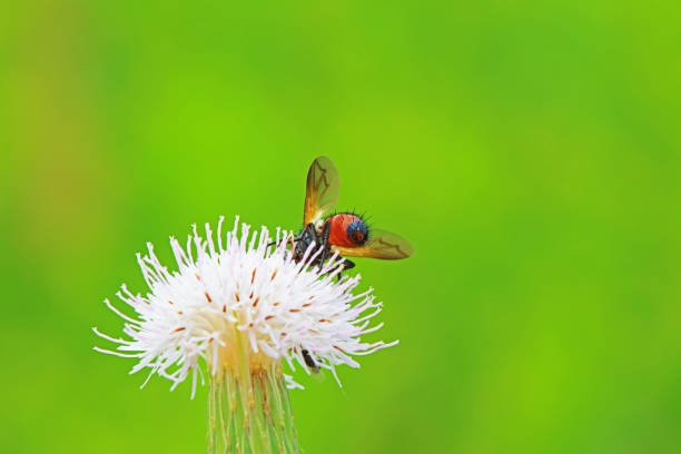 Flies on wild plants, North China
