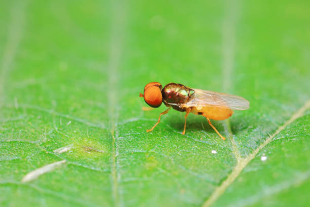istock Gadfly on wild plants, North China 2154543204