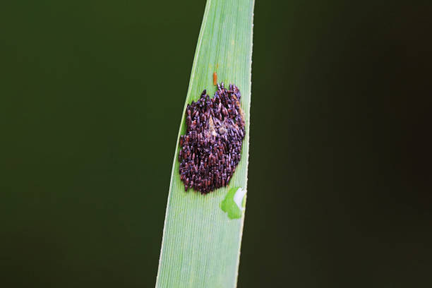 Insect eggs on wild plants, North China