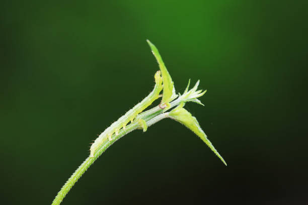 A green caterpillar is eating my plants