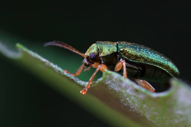 istock Leaf beetle on wild plants, North China 2154543381