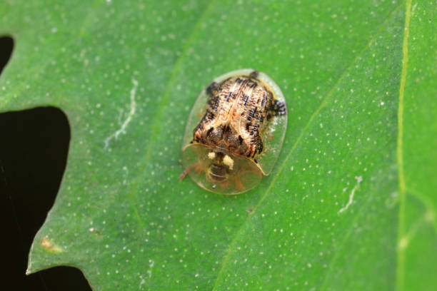 istock Hispidae family insect crawl on plants, North China 2154543614