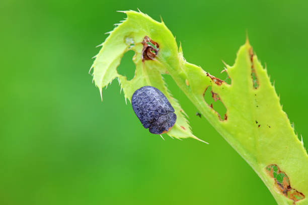 istock Hispidae family insect crawl on plants, North China 2154543620