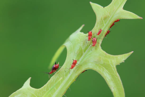 istock Aphids in the wild, North China 2154543632