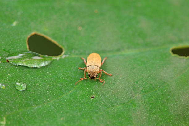Leaf beetle on wild plants, North China