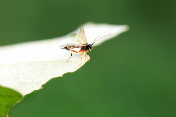 Bee insects in the wild, North China