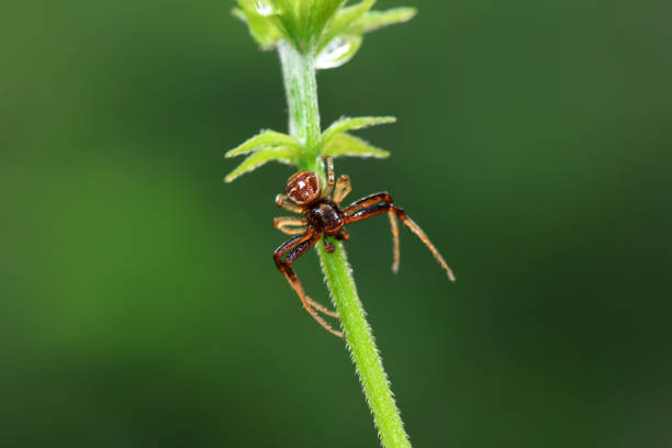istock Spiders in the wild, North China 2154543895