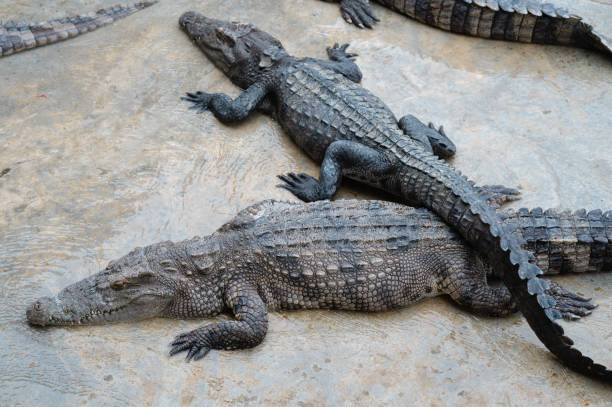 Two alligators lie on a wet, concrete-like surface. The crocodile is resting with its bodies slightly overlapping. The area may be a controlled area, such as a zoo or wildlife sanctuary.