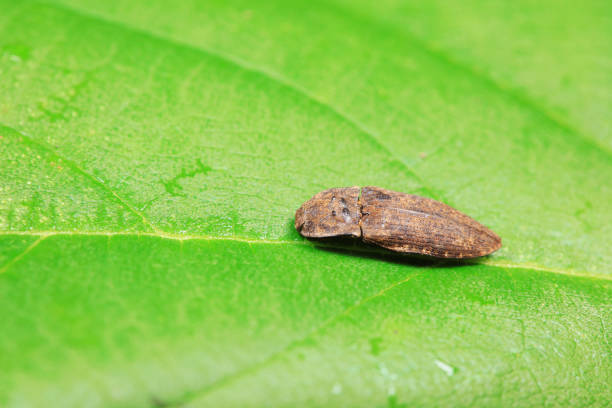 istock Leaf beetle on wild plants, North China 2154544062