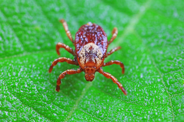 istock Ticks on wild plants, North China 2154544063