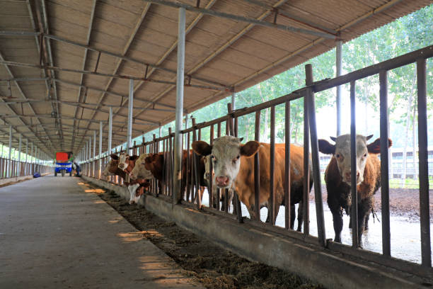 istock Workers work in beef cattle farms, China 2154544085
