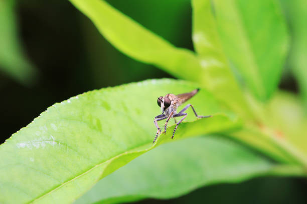 A robber fly (Asilidae) basks in the sunlight, perched delicately on a slender branch amidst the tranquil forest. Its slender body, textured thorax, and elongated legs make it a formidable predator among insects