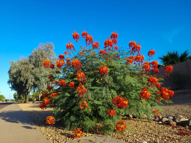Red Bird of Paradise (Caesalpinia pulcherrima) in Xeriscaping Xeriscaping with drought-tolerant Red Bird of Paradise (Caesalpinia pulcherrima) in Phoenix, Arizona pride of barbados flower stock pictures, royalty-free photos & images