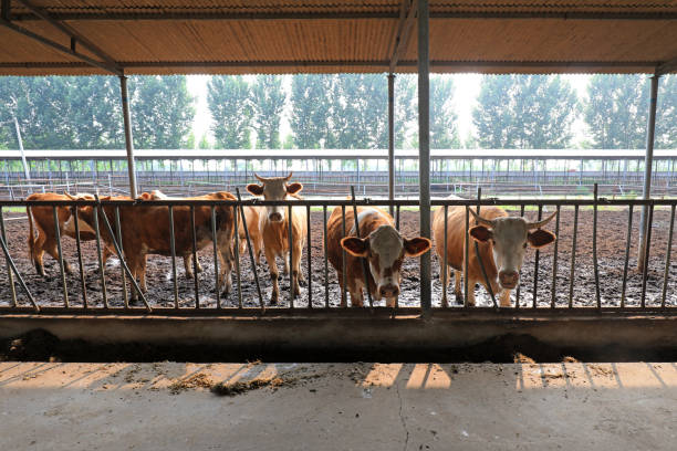 Livestock feeding in a barn.