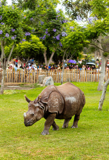 istock Zoo Spectacle Rhinoceros Captivating Onlookers 2154544264
