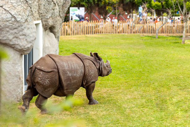 istock Zoo Spectacle Rhinoceros Captivating Onlookers 2154544268