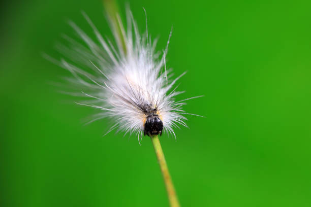 Lepidoptera larvae in the wild, North China
