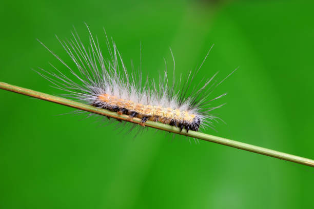 Lepidoptera larvae in the wild, North China