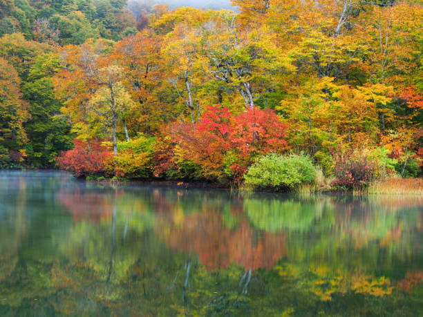 istock Colored leaves of the beech forest 2154544419