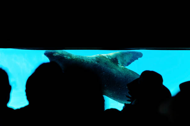 Portrait of a sea lion. Animal in close-up.