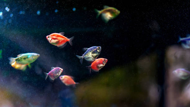 istock Aquatic Elegance in the Aquarium among several colorful fish 2154544584