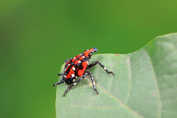 istock Hemiptera wax Cicadellidae insects on wild plants, North China 2154544903