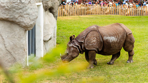istock Zoo Spectacle Rhinoceros Captivating Onlookers 2154544949